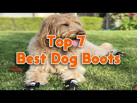 Best Dog Boots In 2022 | Top 7 Dog Boots In Market