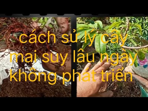 cách sử lý một cây mai suy lâu ngày clip này dành cho anh em mới tập chơi mai vàng tìm hiểu thêm