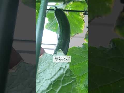 なぜキュウリを登らせるのか 建設 牛のパネル テント 木 竹