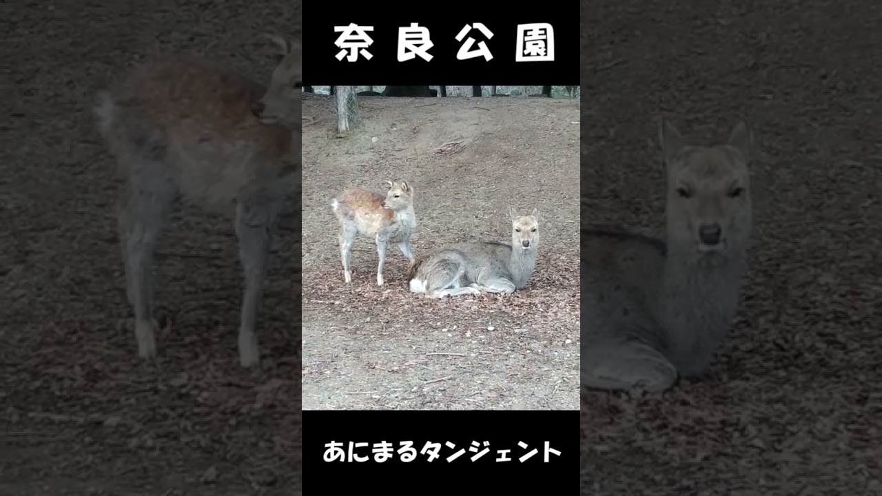 奈良公園のシカの親子 #shorts #deer #narapark
