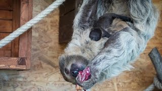 È nato un piccolo bradipo al bioparco Zoom. «Ma il sesso lo scopriremo solo quando avrà acquistat...