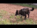Dog Takes On Two Snakes EPIC BATTLE