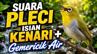 Download lagu Suara Pleci Isian Kenari Gemericik Air Mengalir | Masteran Anti Stres mp3 Download lagu Suara Pleci Isian Kenari Gemericik Air Mengalir | Masteran Anti Stres mp3