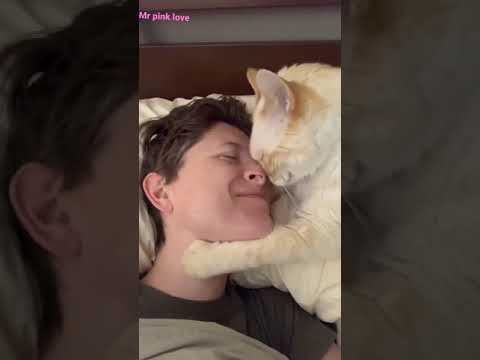 how cute kitten Love 😯 rubbing my nose 😹