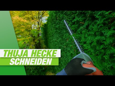 Thuja Hecke schneiden - Zeit für den Rückschnitt!