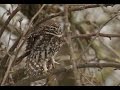 Little Owl Athene Noctua Steinkauz Steenuil