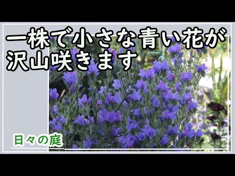 ブルーベルは剪定したほうがいいでしょうか？将来美しい花を咲かせるためにどのように世話をすればよいですか？  庭園