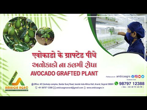 Avocado Fruit Plant