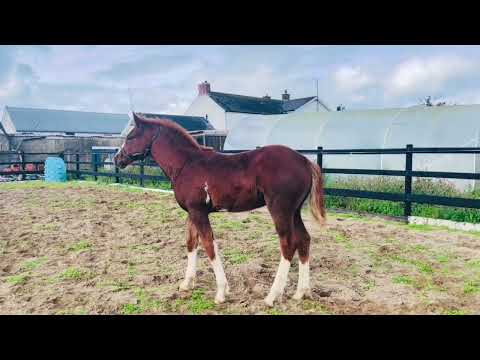 WGS Irish Rajah Draught Colt Foal - Image 2