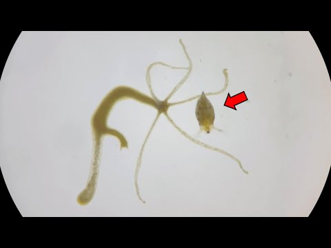 HYDRA Hunting a Water Flea !