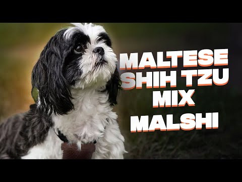 Maltese x Shih Tzu (Malshi): The Complete Breed Guide