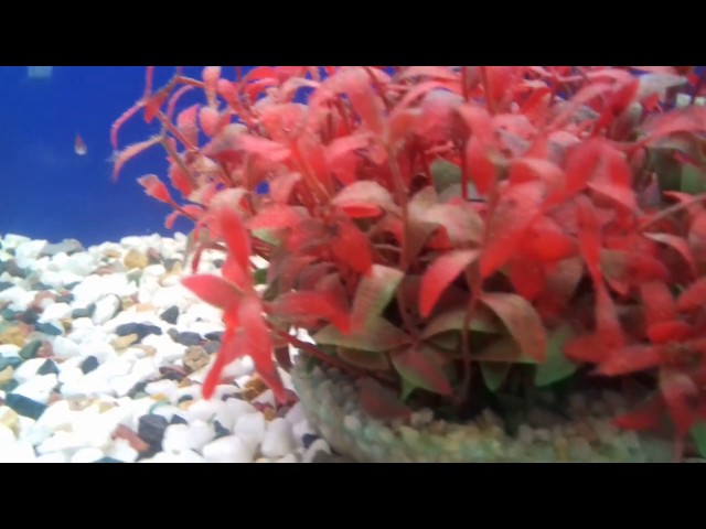 Beautiful Tropical Fish Relaxation Video