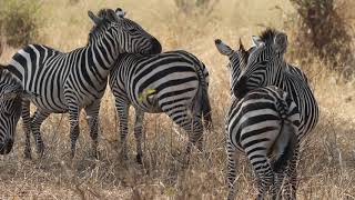 The Horse in Striped Pajamas