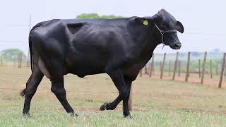 LOTE 52 - 2015 FIV MODESTY DA BEIRA ALTA (1110-CB)