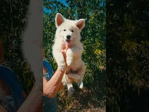 Berger Blanc Suisse Welpe kaufen