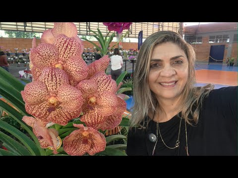 Pódium  - 80ª Exposição Nacional de Orquídeas em Rio Claro-SP 