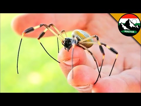 A legszörnyűbb pók harapása 🕷 ARANY SELYEMKÖRPÓK | Brave Wilderness Magyar