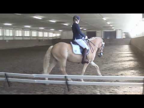 A**-Dressur A9 - WN 6,9 - 4. Platz - Trechwitz 06.05.2018