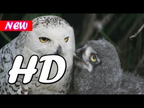 Animal Planet 2015 - Discovery Channel - Wildlife Animals - Snowy Owl Documentary [720 HD]