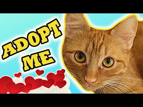 Reasons To Adopt A Ginger Cat | Your Life Will Change