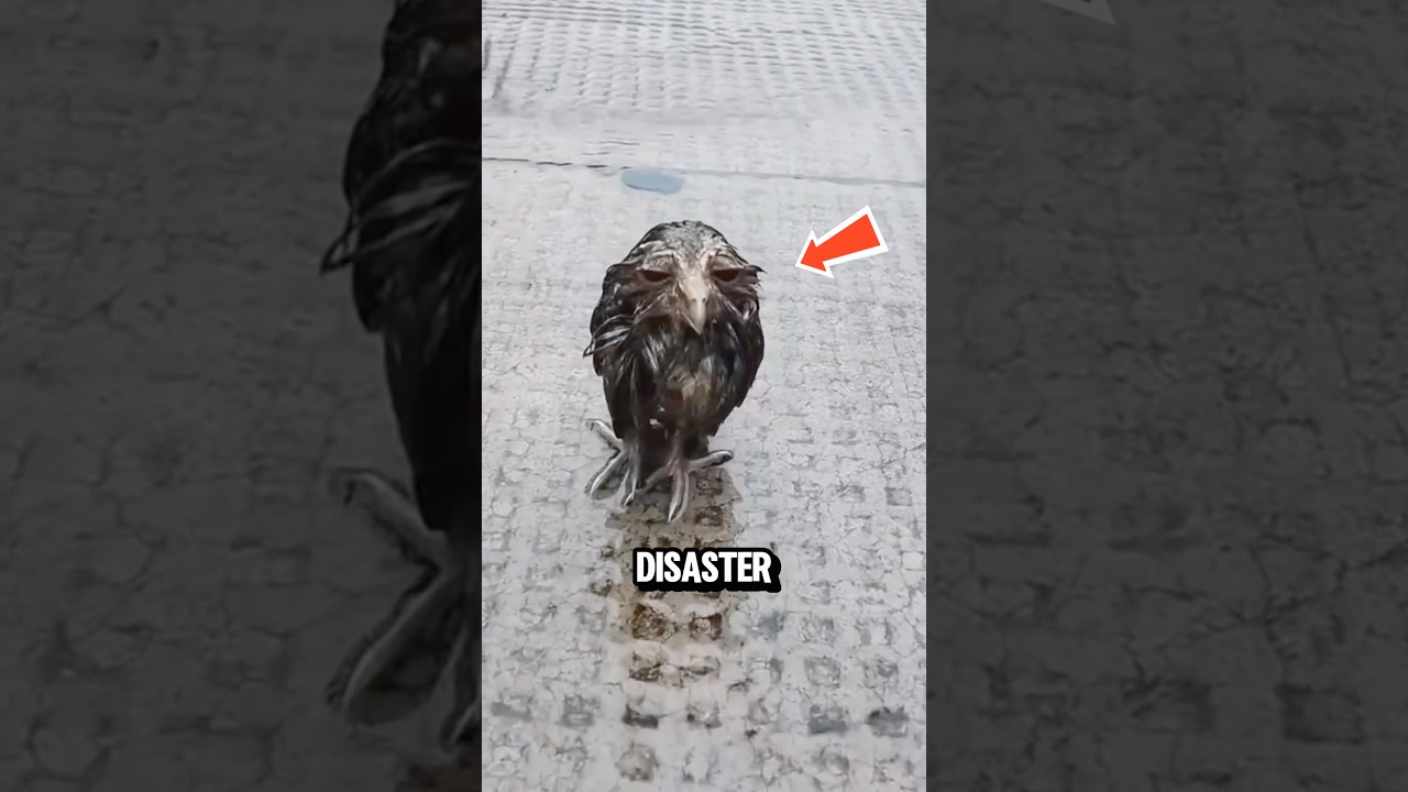The Real Reason Why Birds Have Waterproof Feathers‼️😱