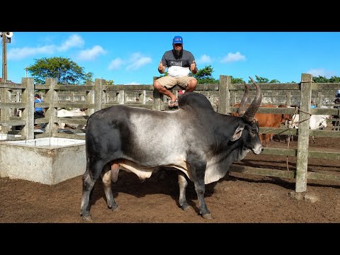 FEIRA DO GADO EM CAMPINA GRANDE-PB 29-07-2026 