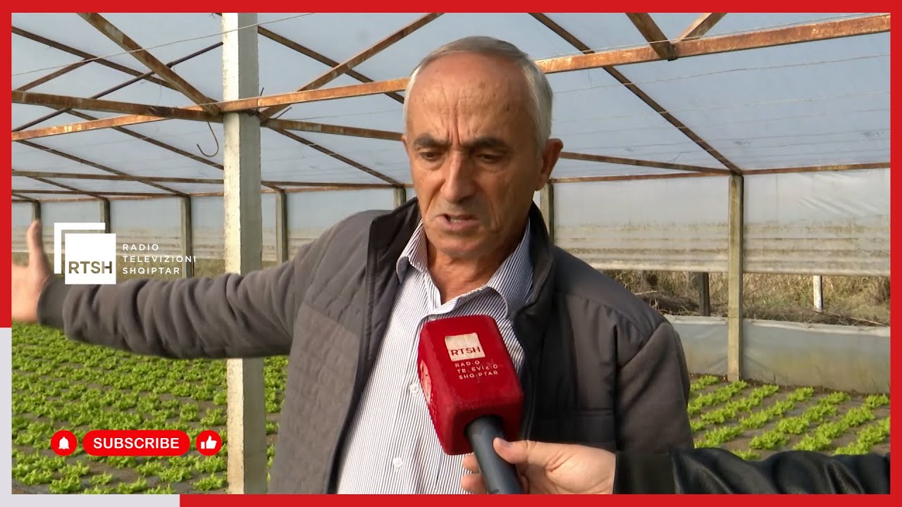 Fshati i serave dhe prodhimit rekord, fermerët e Kosmaçit furnizojnë tregun me sallatë e perime