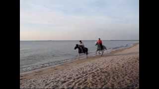 preview picture of video 'Galopy po plaży - Darłowo 2010 r.'