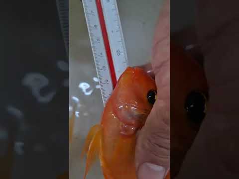 Piscicultura Bianco Paicandu, PR