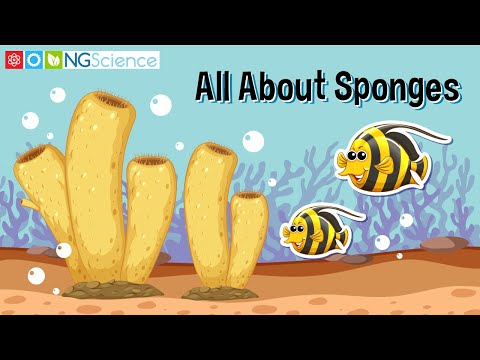 All About Sponges