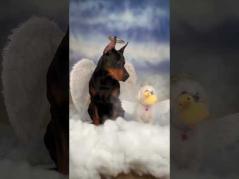 Cherry Pushed Storm Down the Slide… Then Karma Hit 🦆