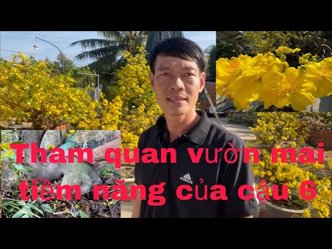 Ngắm hoa mai  nở rộ, vả xem  mấy cây mai công nghiệp qua 1 năm phát triển ra sao lh0399488871