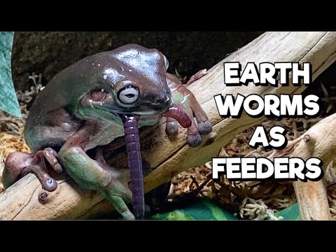 Earthworms As Feeder Insects for Reptiles & Amphibians
