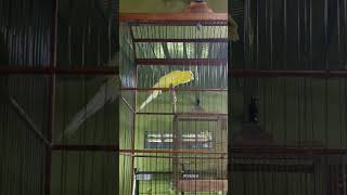 Download lagu kenari rasmi ring 22 kalo berani 5jta saya lepas hehe mp3 Download lagu kenari rasmi ring 22 kalo berani 5jta saya lepas hehe mp3