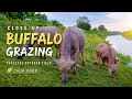 Close Up Buffalo Grazing Peaceful Outdoor Field Calm ASMR BuffaloGrazing ASMRNatureSounds