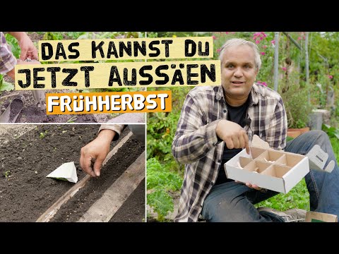 Vegetable garden in early autumn – sowing, garlic & tips for self-sufficiency in September