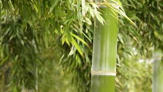 Wind in late Spring 晩春の風【4K/30fps】-2025/5/23-