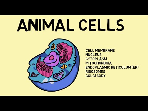 Animal Cells