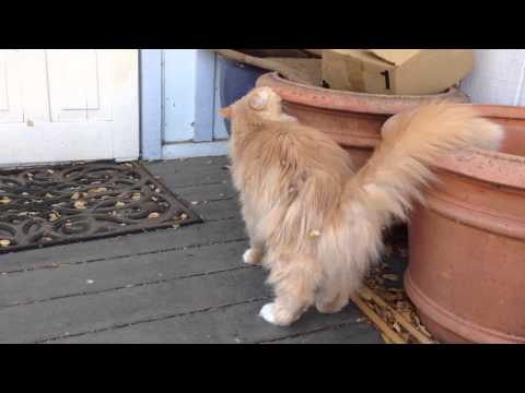 My Siberian Forest Cat Being Friendly