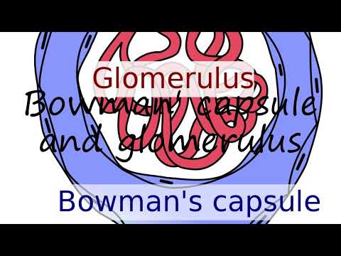 How to pronounce Bowman' capsule and glomerulus in English?