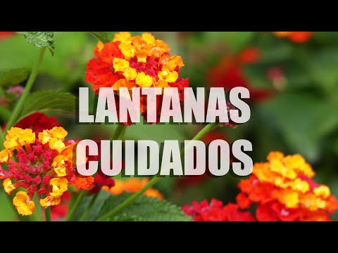 , title : 'COMO CUIDAR Y REPRODUCIR LANTANAS/ LANTANAS CAMARA / LANTANA PLANT CARE /Jardinería InnJardin'