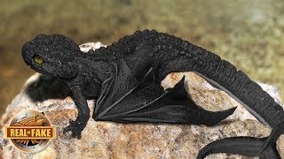 NIGHT FURY DRAGON IN REAL LIFE - real or fake?