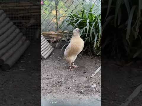 Canto codorniz macho