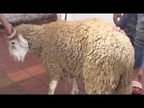 , title : 'Marruecos sacrifica cuatro millones de carneros por el Eid al Adha'