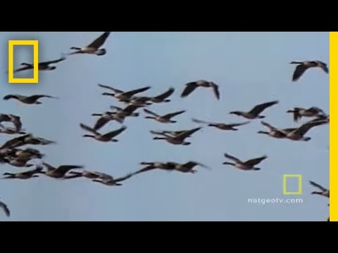 , title : 'Geese Fly Together | National Geographic'