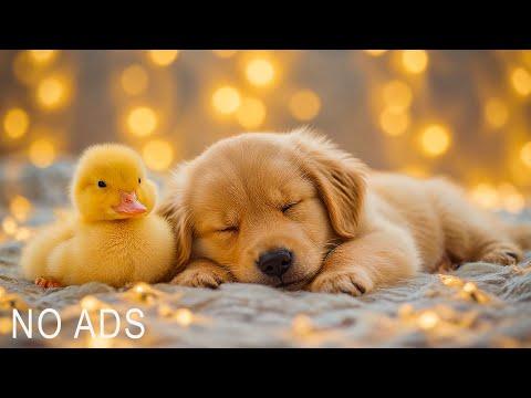 Dog and Duck Sleep in Relaxing Music Space💖Deep Sleep Puppy Calm Music🐶🎵Dog Separation Anxiety Music