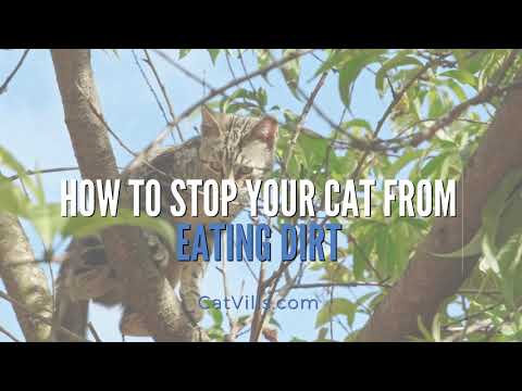 HOW TO STOP YOUR CAT FROM EATING DIRT