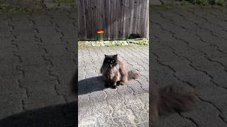 お喋りな猫 #cat #猫 #ドイツ留学