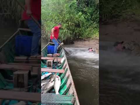 Ataque de jaguar a pescadores#shorts #viral #animales #naturaleza #nature