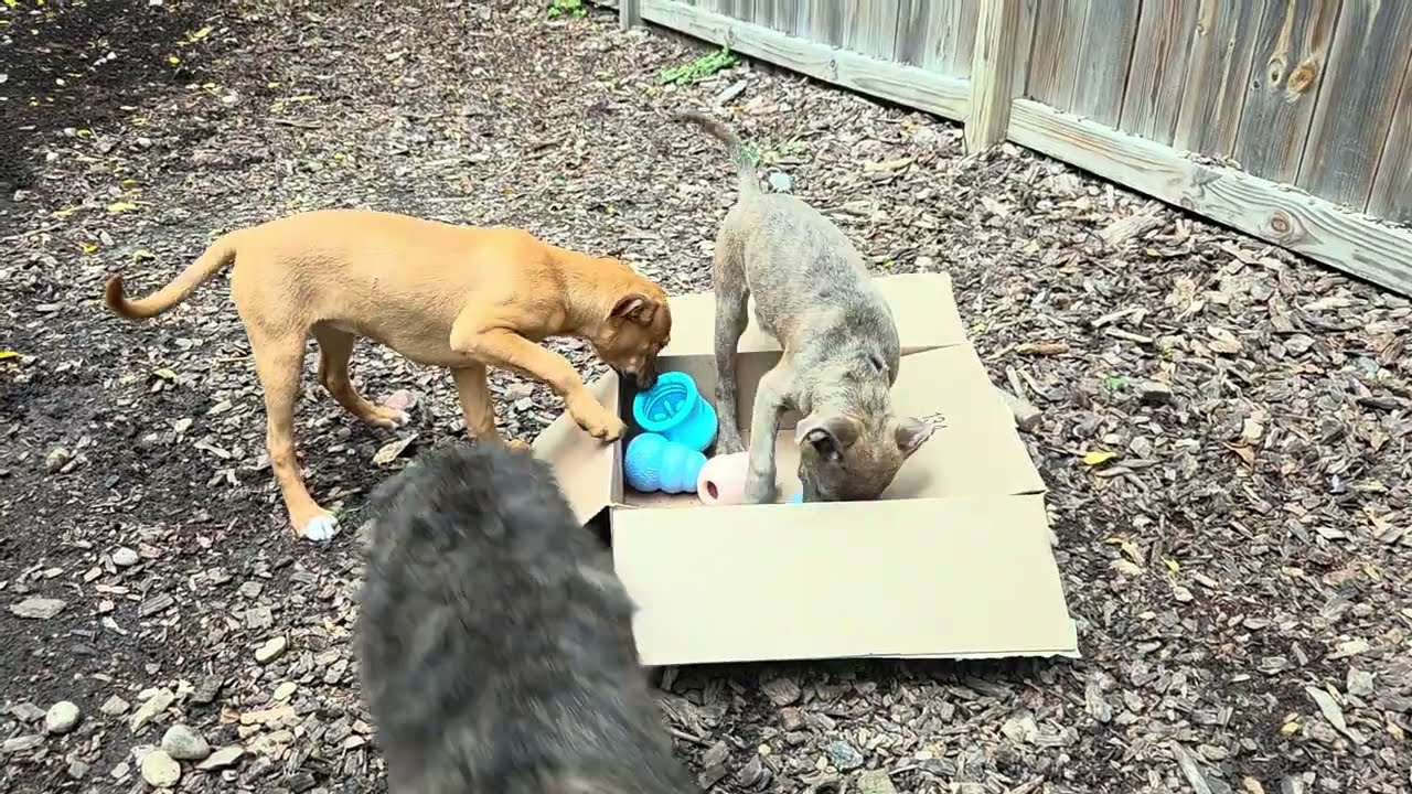 Enlarge Crimson, a Adopted mixed breed in Mundelein, IL video 4/6